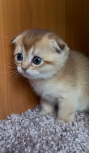 Котята золотой шиншиллы поинт