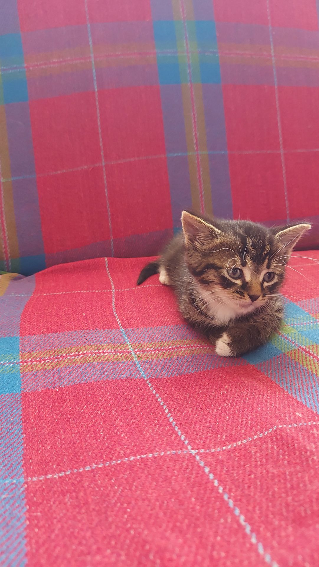 Кошенята шукають люблячу родину