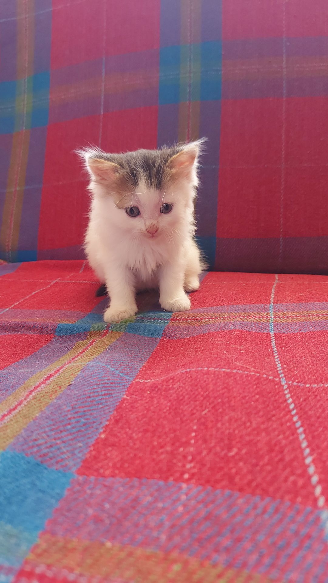 Кошенята шукають люблячу родину