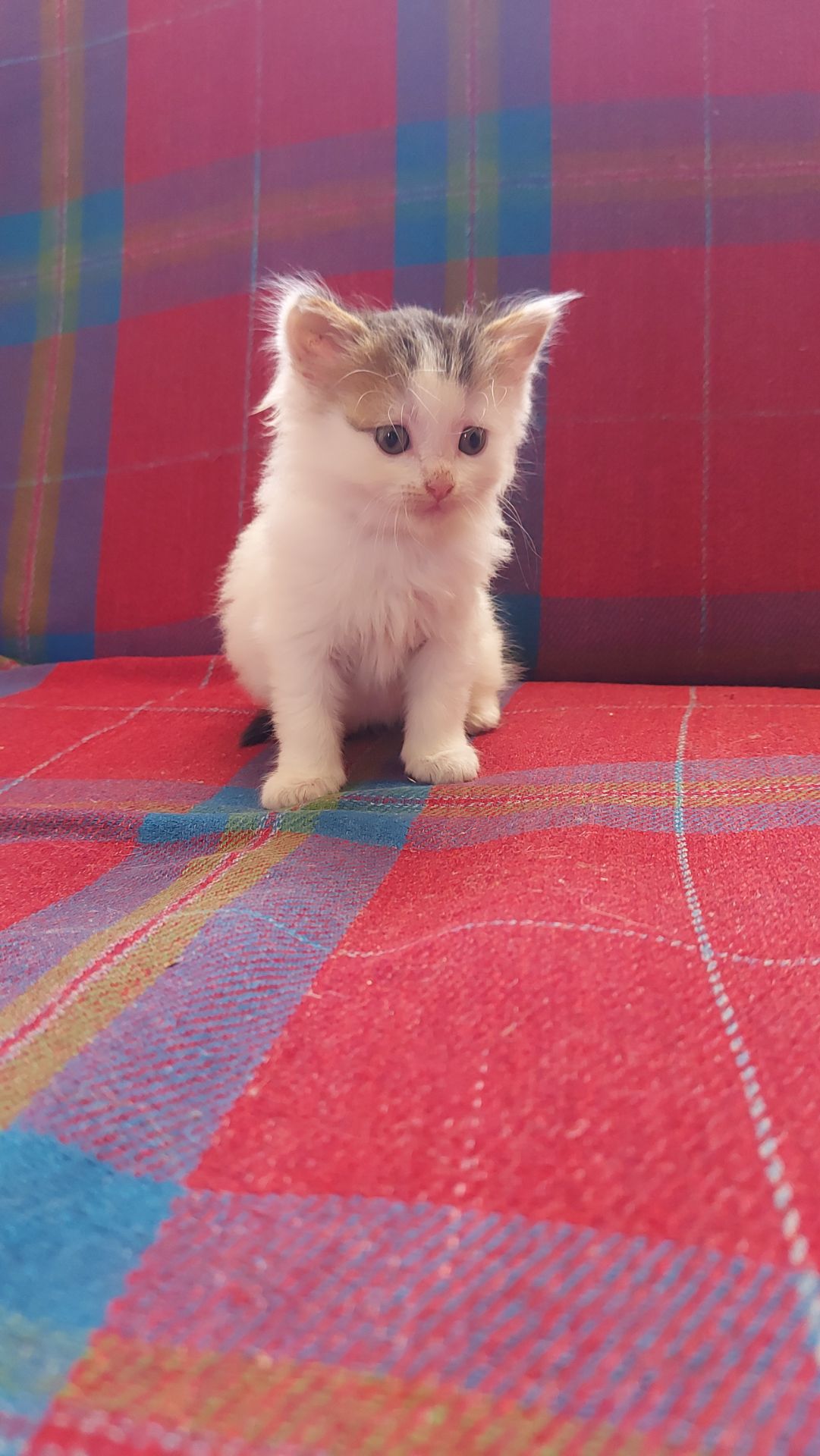 Кошенята шукають люблячу родину