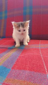 Кошенята шукають люблячу родину