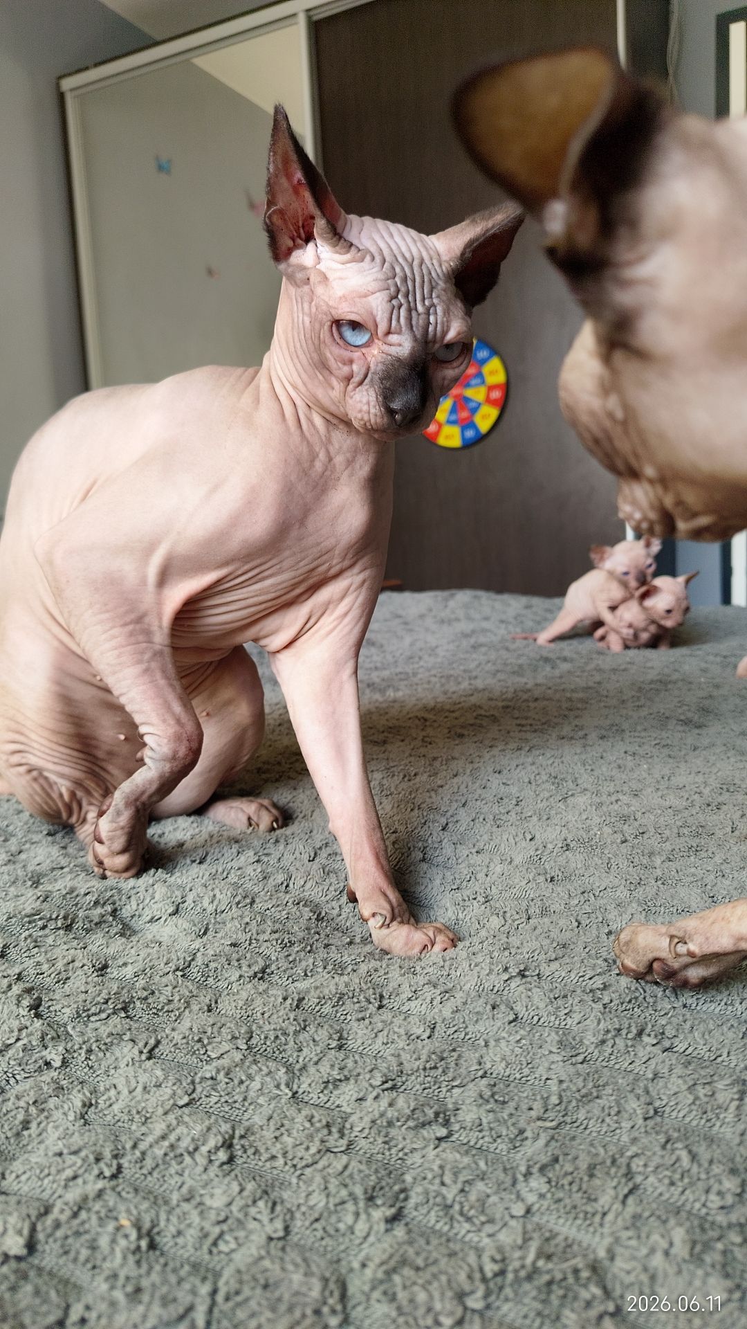Сфинкс котята
