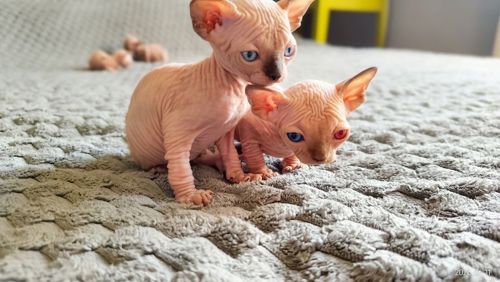 Сфинкс котята
