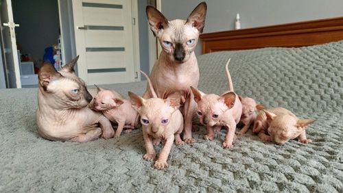 Сфинкс котята