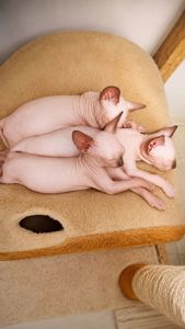 Сфинкс котята