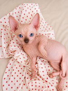 Сфинкс котята
