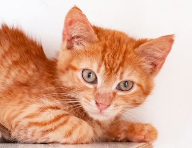 Коржик