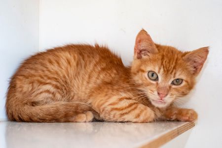 Коржик