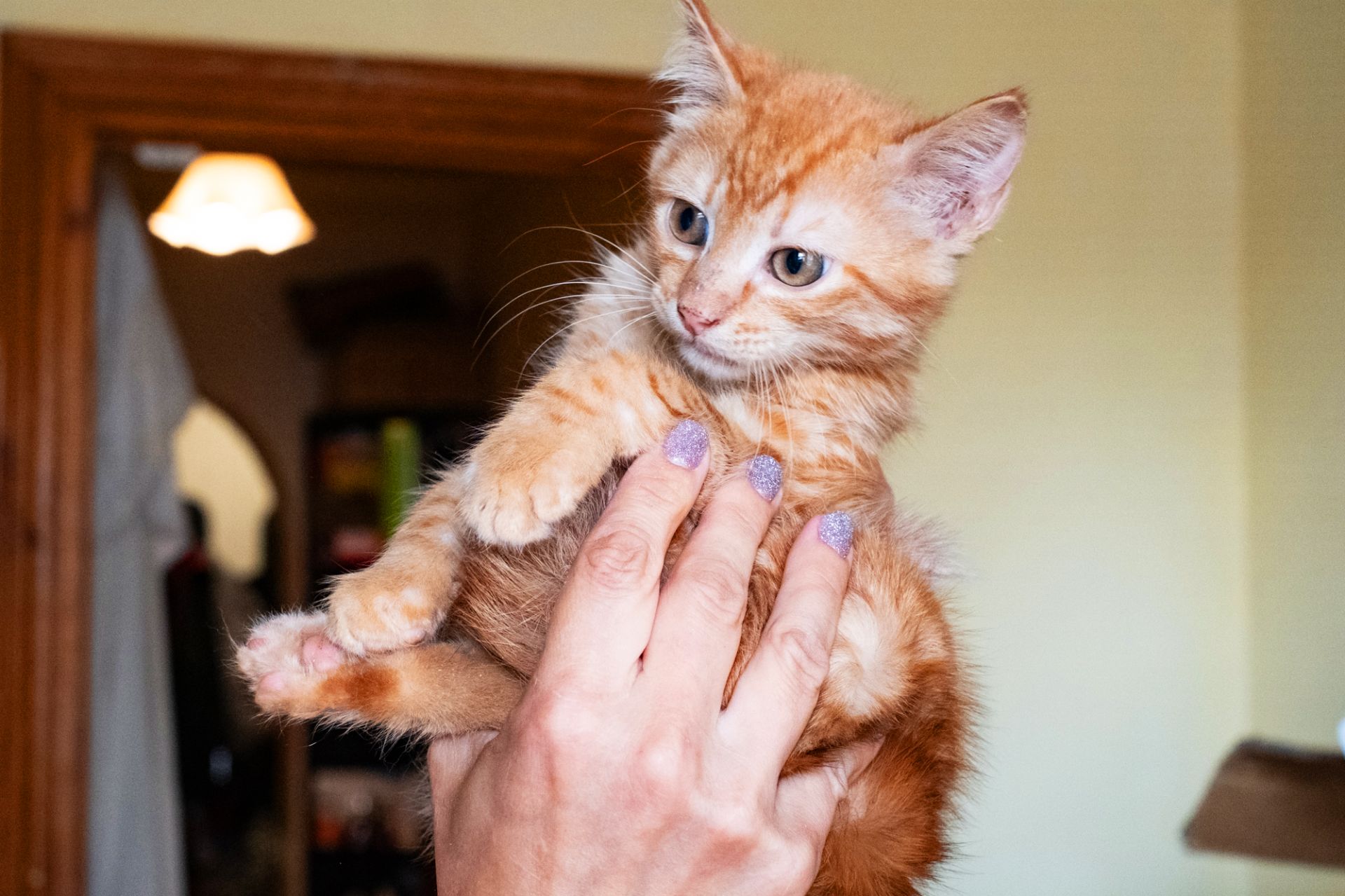 Коржик