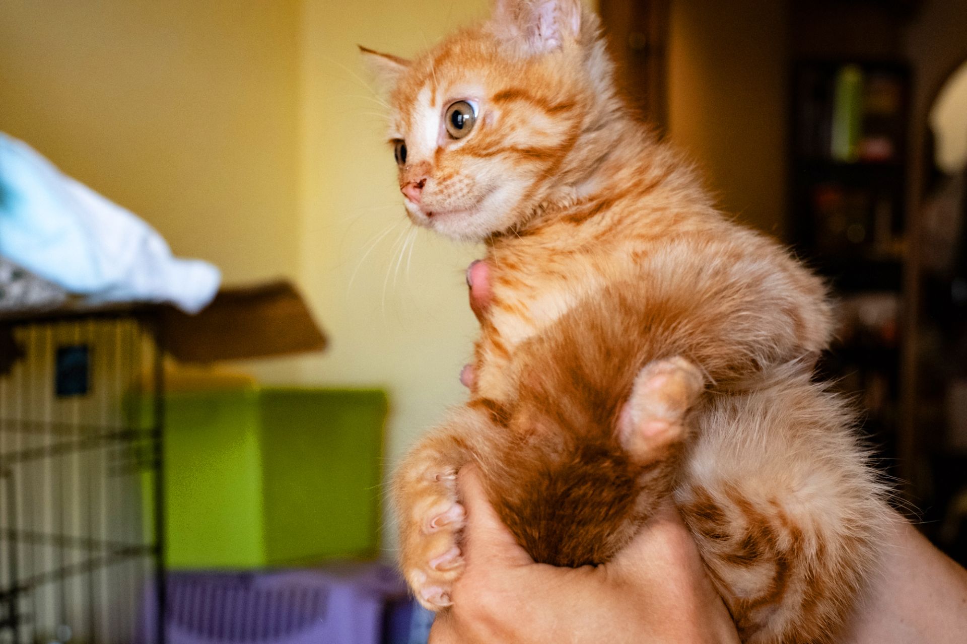 Коржик
