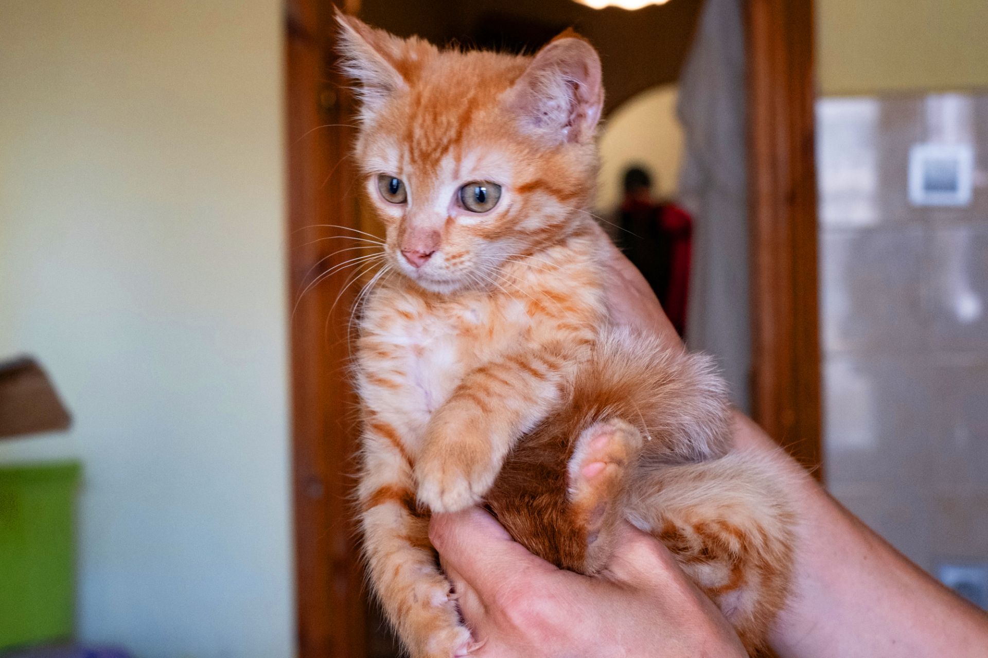 Коржик