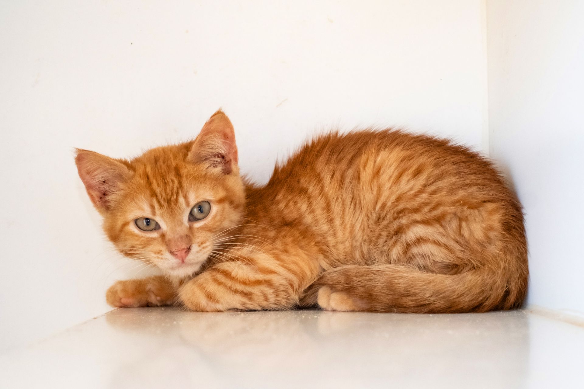 Коржик