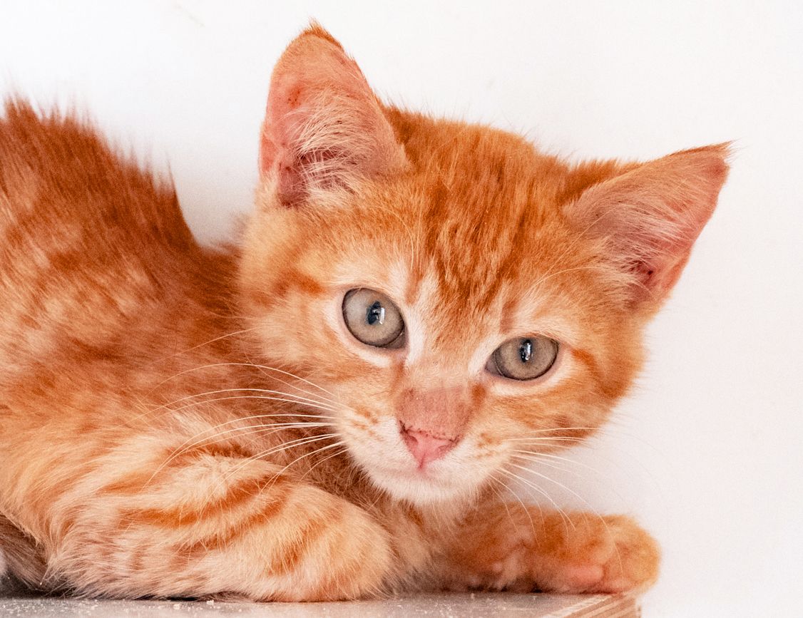 Коржик