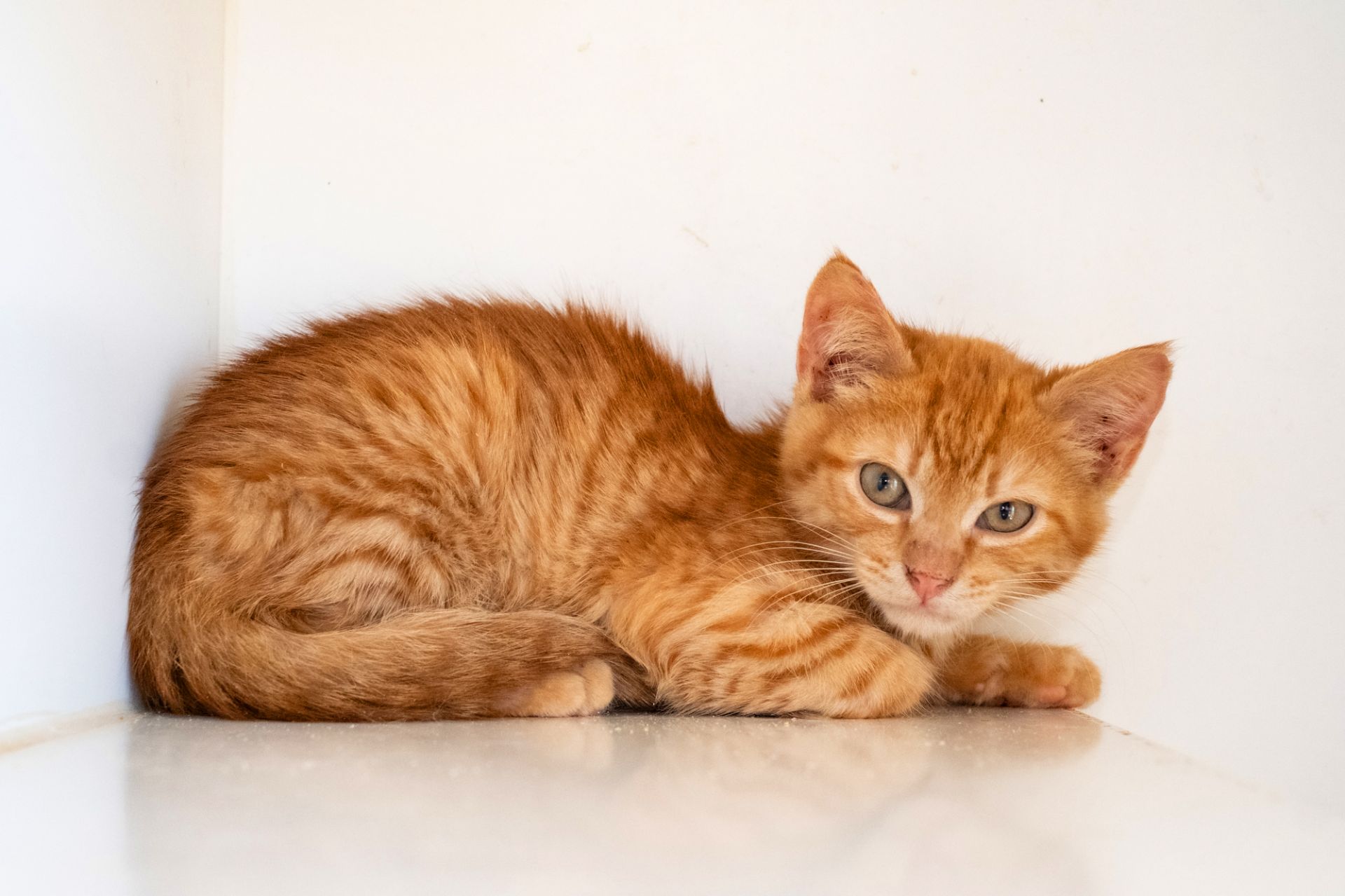 Коржик