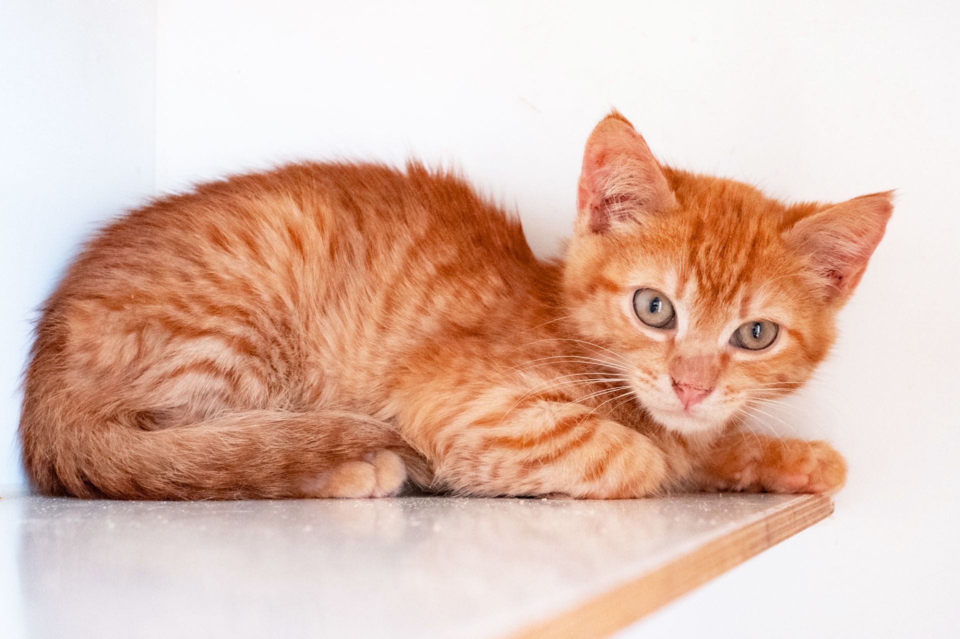 Коржик