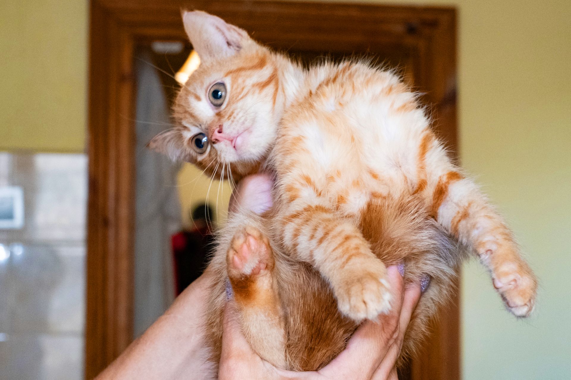Коржик
