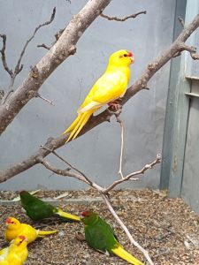 Какарики