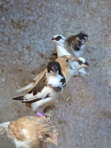 Японские амадины