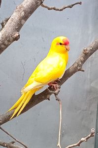 Какарики