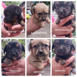 Цуценята маленької сабаки