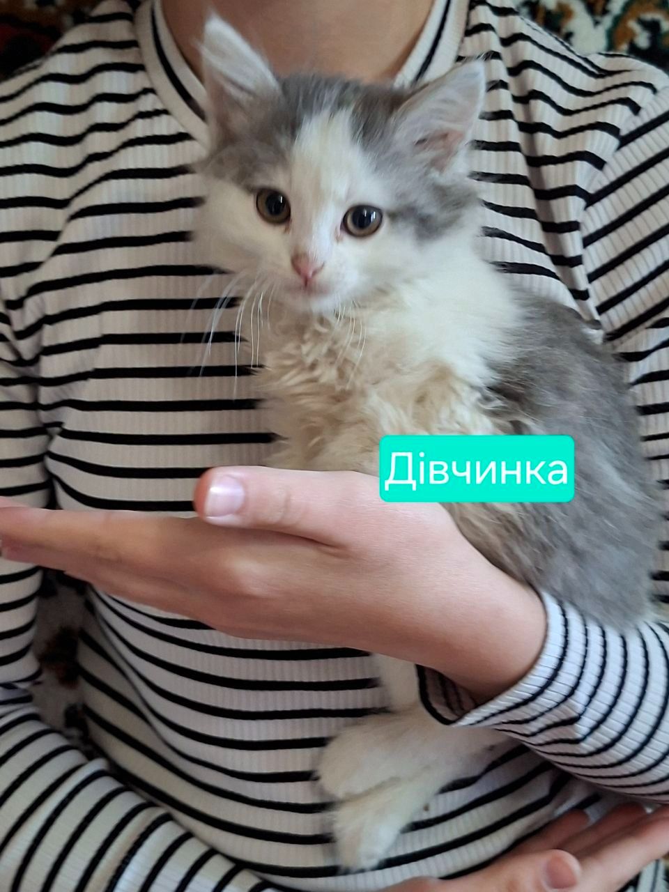Хвостики шукають своїх господарів