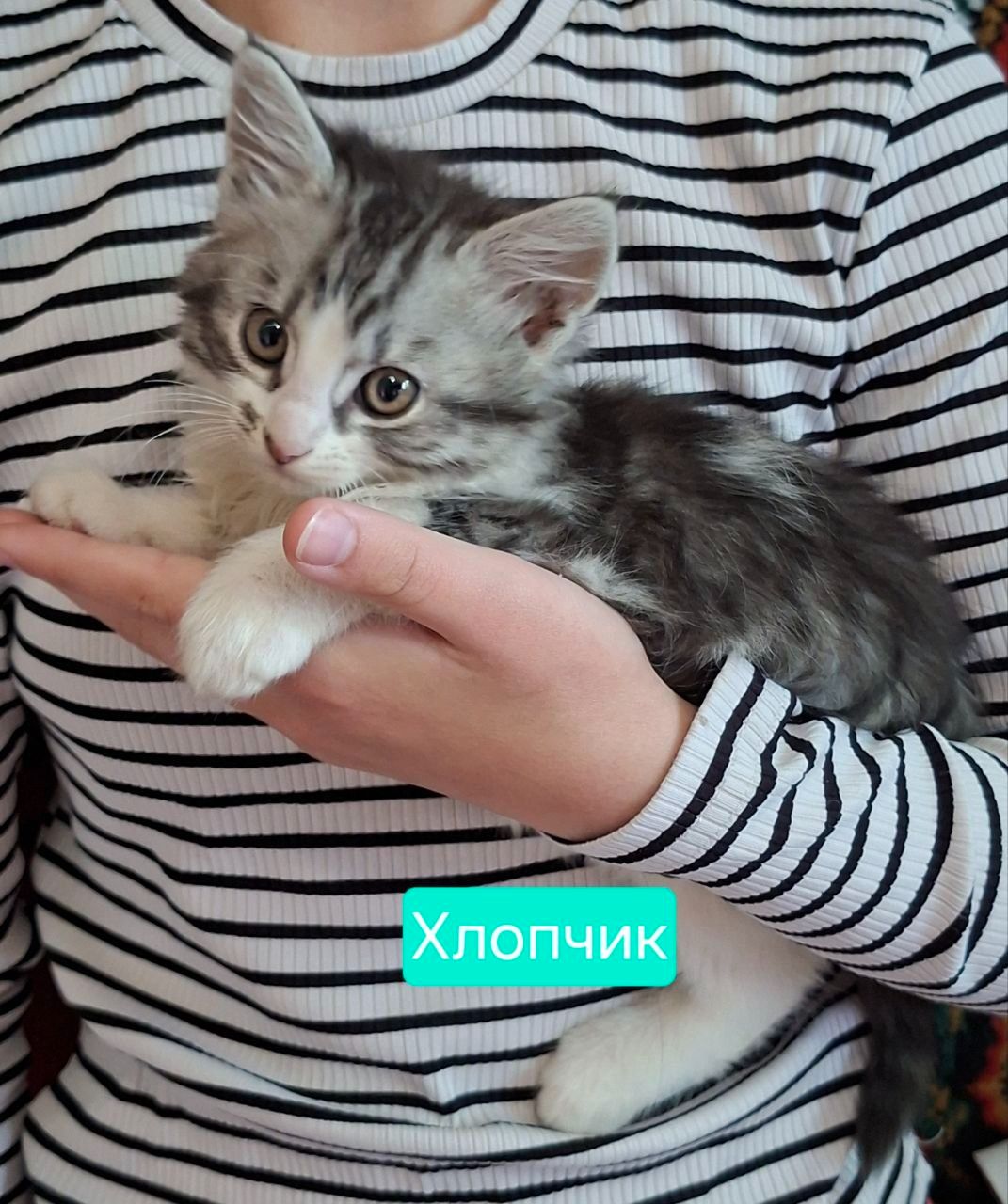 Хвостики шукають своїх господарів