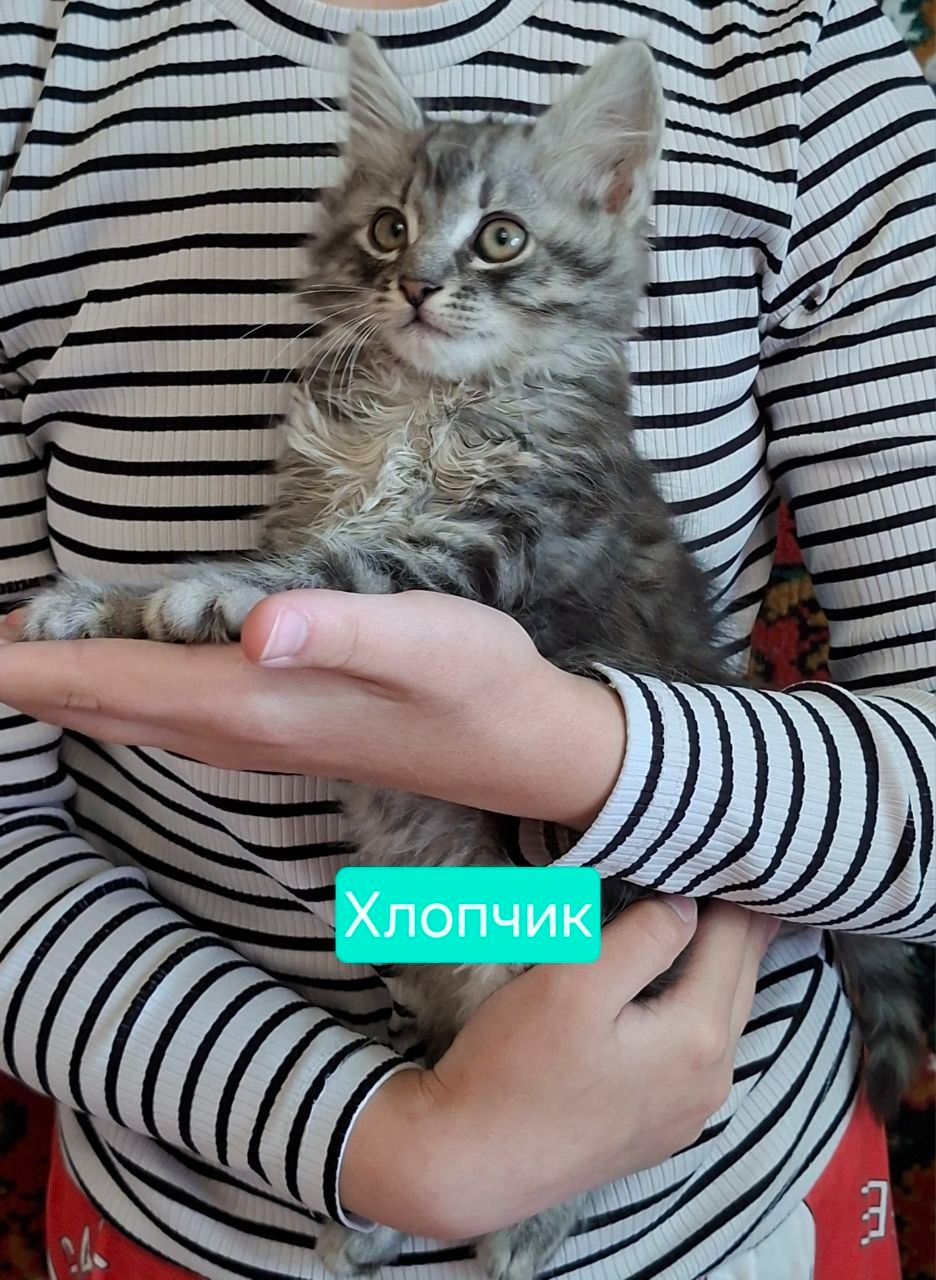 Хвостики шукають своїх господарів