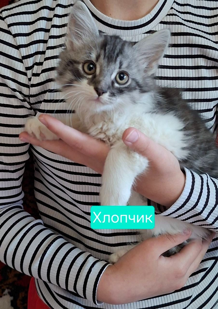 Хвостики шукають своїх господарів