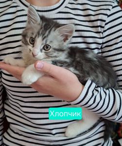 Хвостики шукають своїх господарів