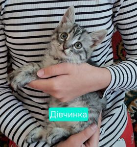 Хвостики шукають своїх господарів