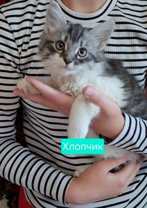 Хвостики шукають своїх господарів