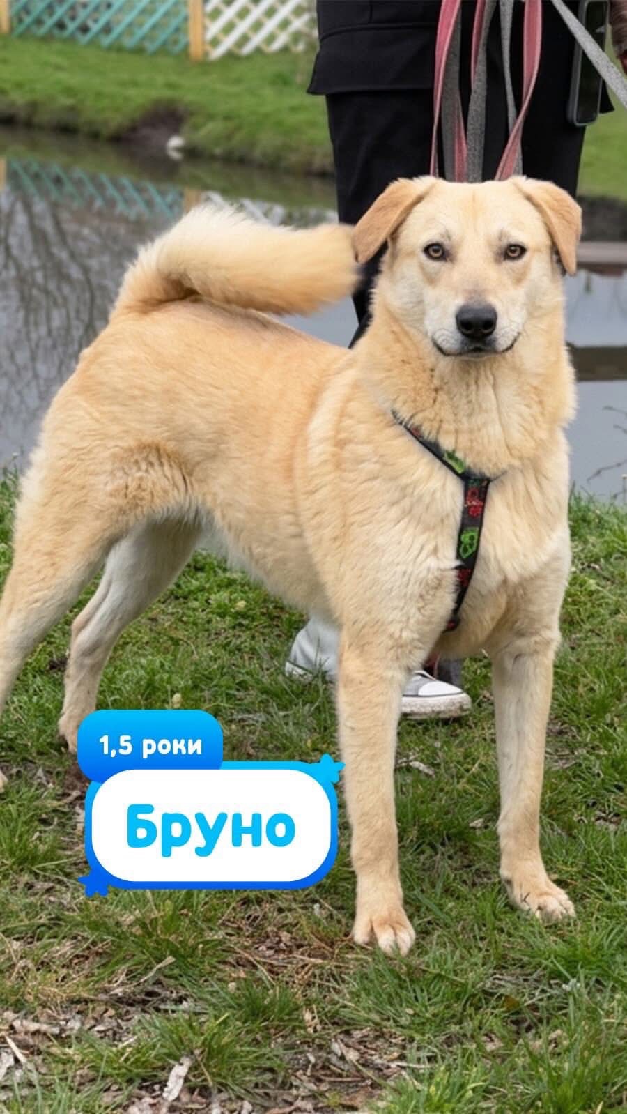 Бруно мріє про родину!