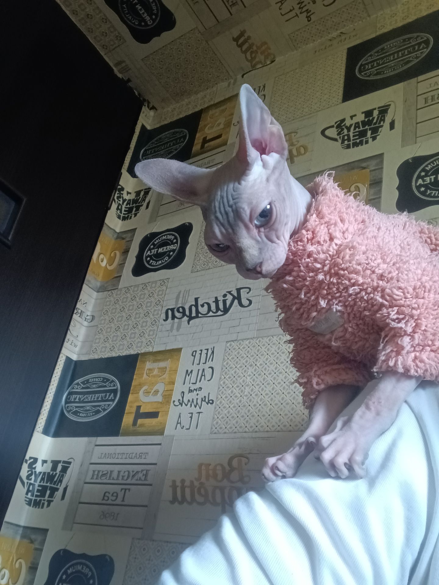 Кошенята канадського сфінса
