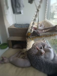Кошенята канадського сфінса