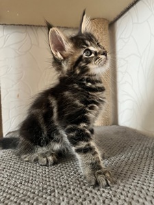 Кошеня Мейн-Кун хлопчик