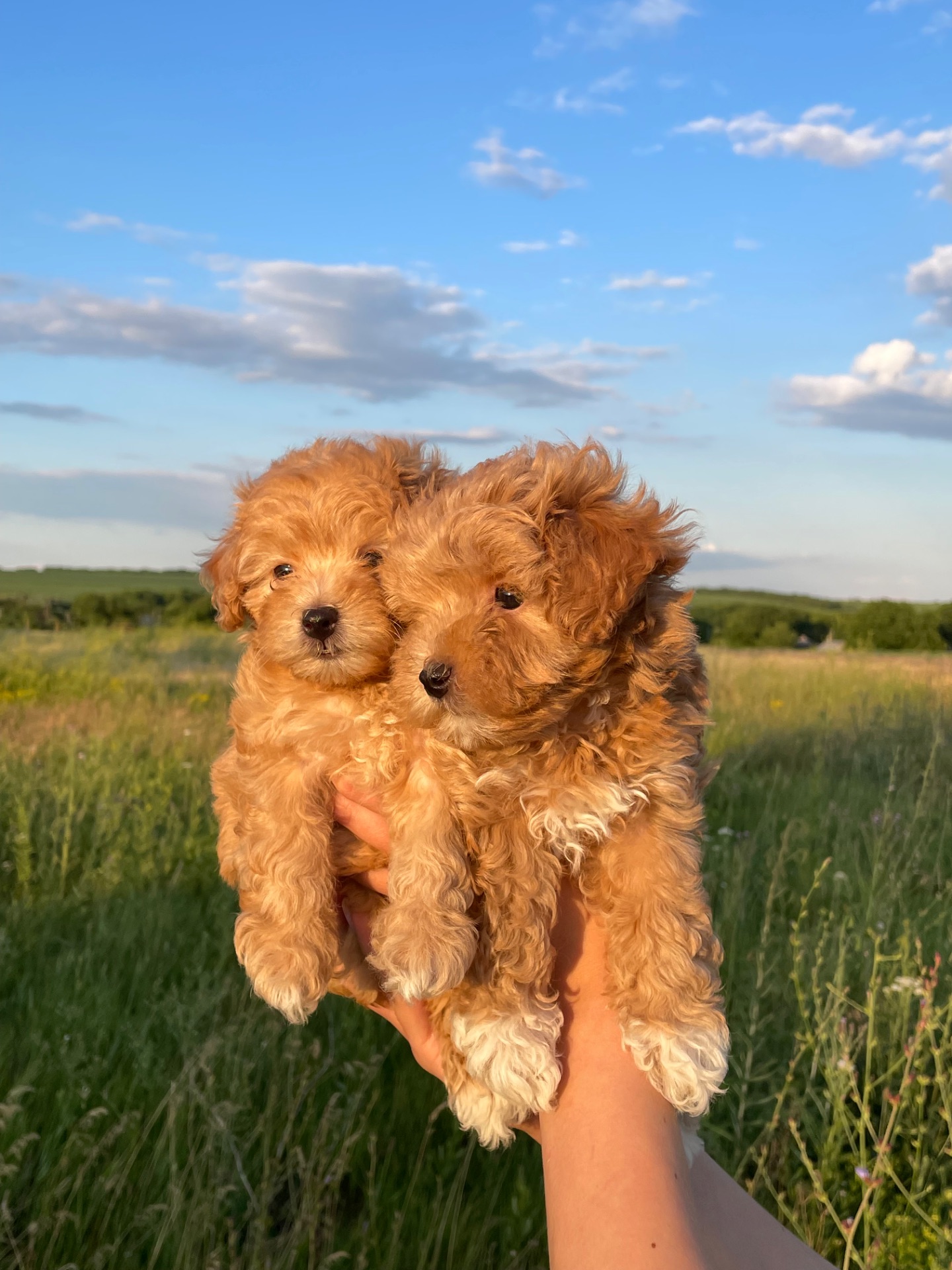 Щенки мальтіпу