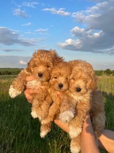 Щенки мальтіпу