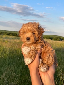 Щенки мальтіпу