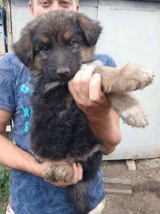 Ксения Янченко