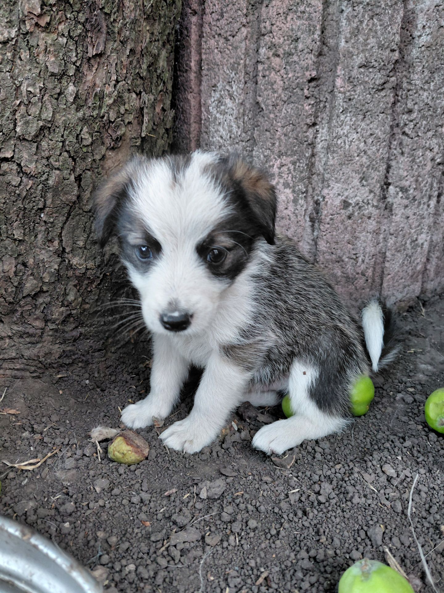 Віддам цуценят