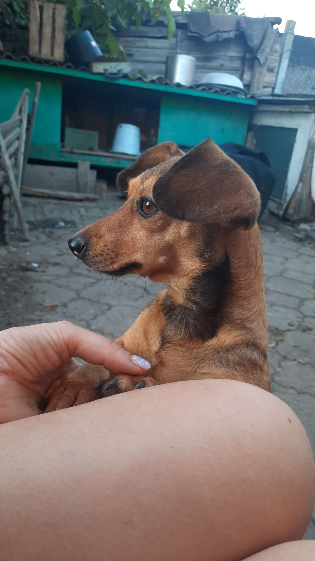 Віддам цуцення
