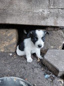 Віддам цуценят