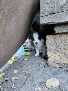 Віддам цуценят