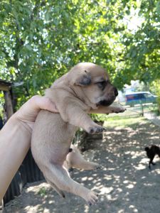Віддам цуцення