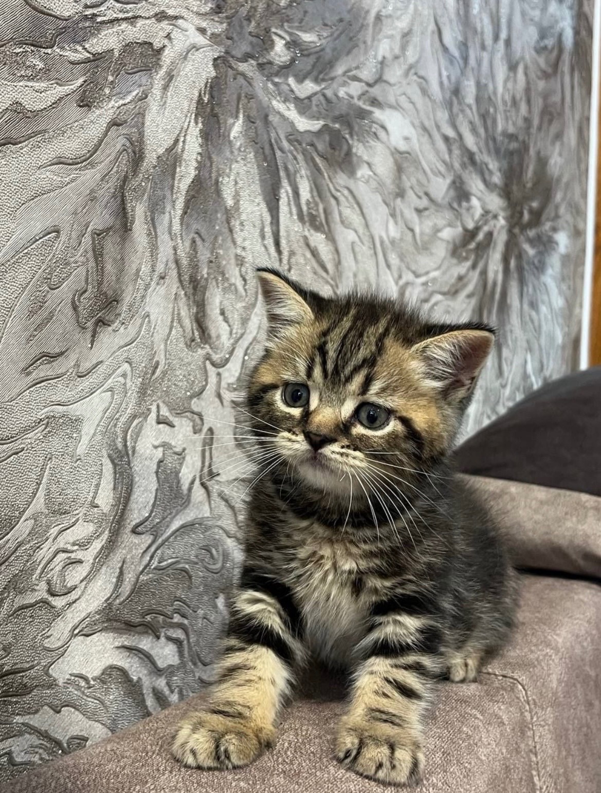 Шотландський котик хлопчик мармуровий
