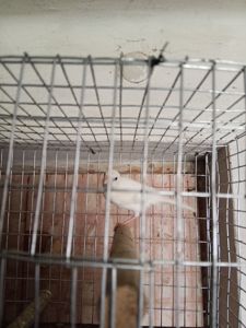 Продам кенарі та канарки