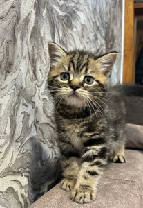 Шотландський котик хлопчик мармуровий