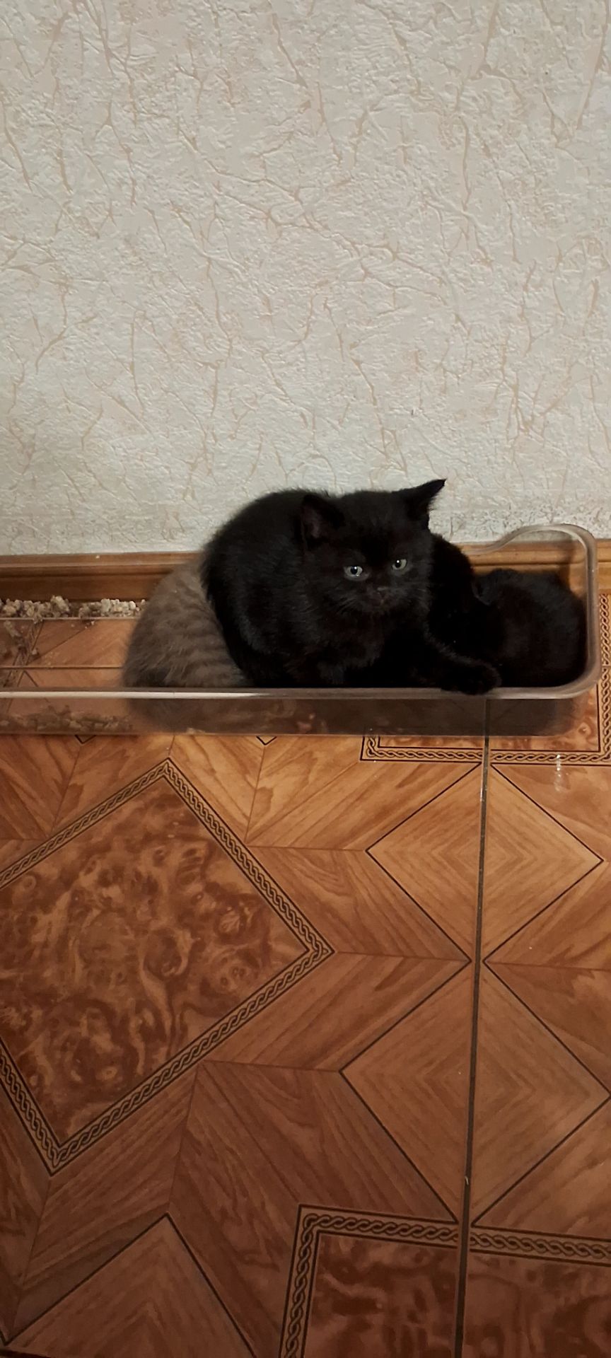 Продам кошеня чорна пантера
