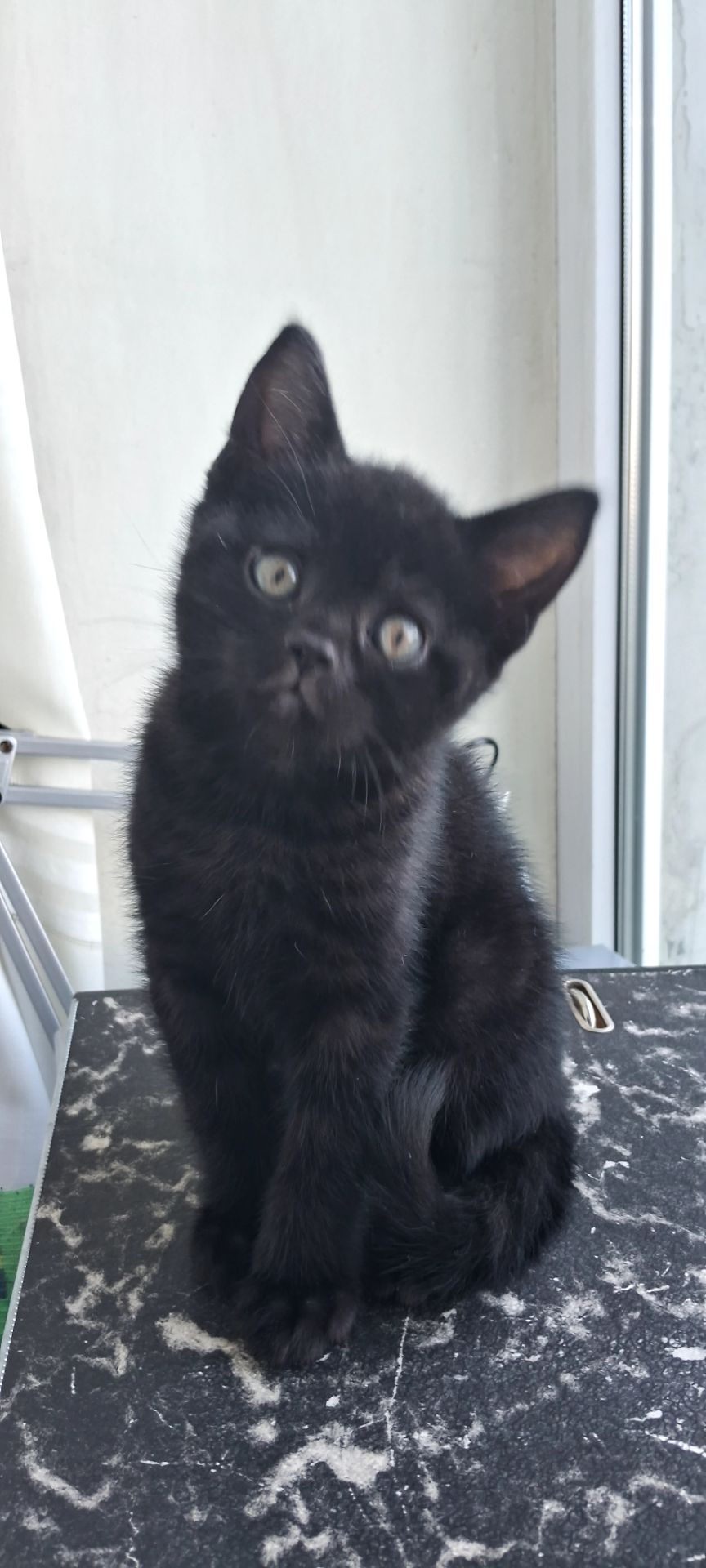 Продам шикарного чорного котика