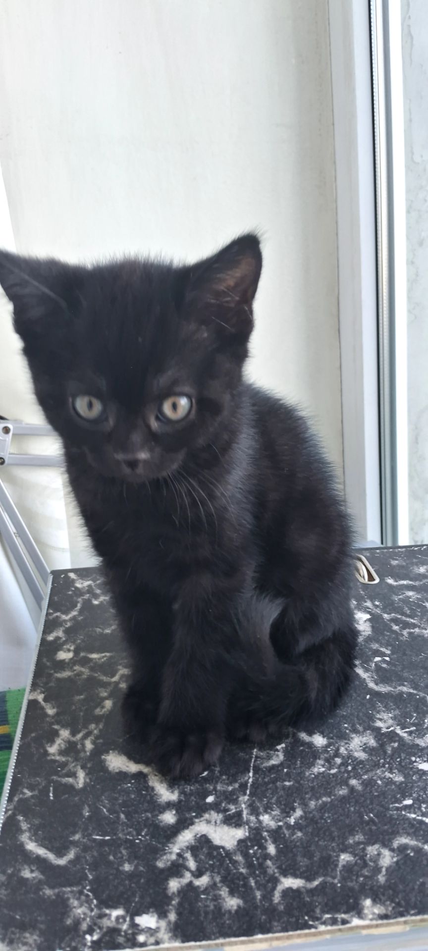 Продам шикарного чорного котика